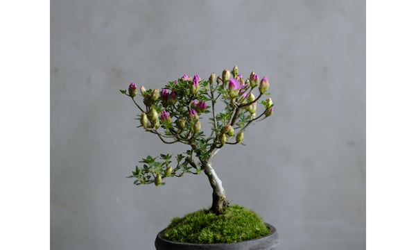 saku-botanicalworks