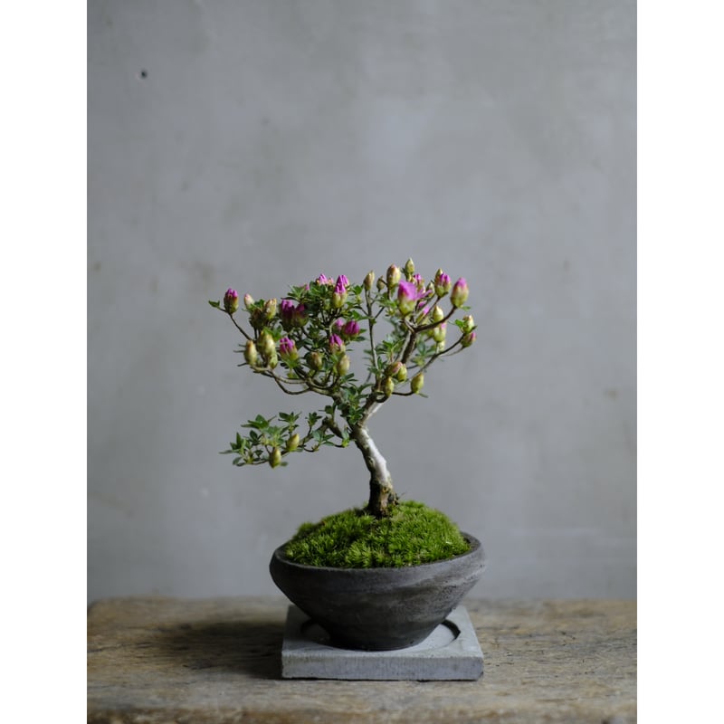 季節のお任せ盆栽・小 | saku-botanicalworks