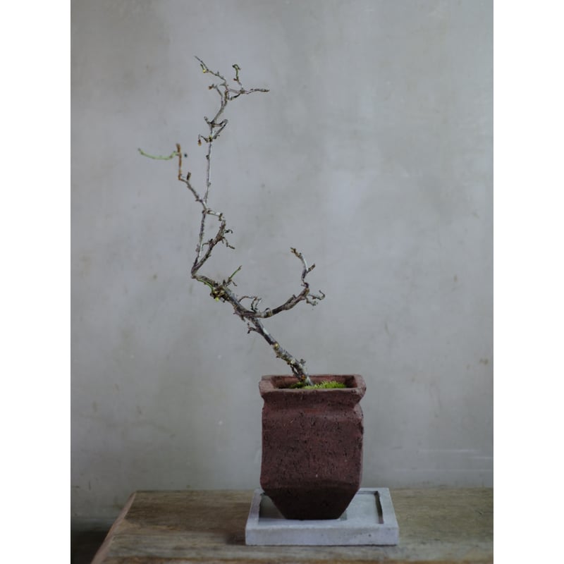 梅 (雲竜梅) [根上がり文人風] 大品盆栽 梅 (雲竜梅) [根上がり文人風