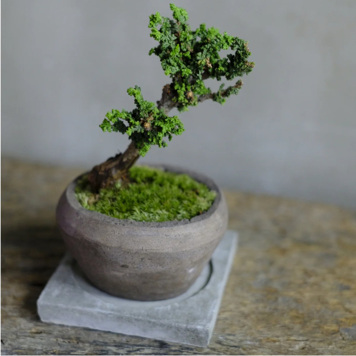 石化桧 | saku-botanicalworks