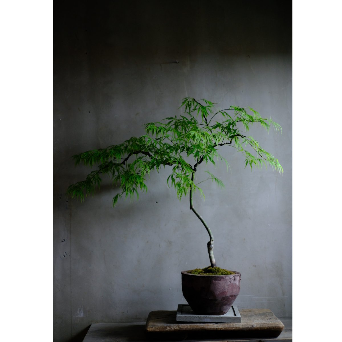 季節のお任せ盆栽・大 | saku-botanicalworks
