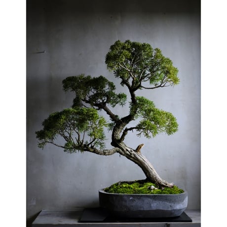 CATEGORY モルタル鉢 | saku-botanicalworks