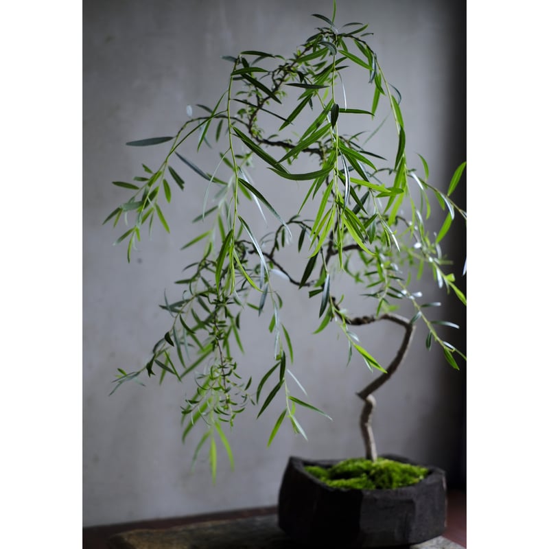 六角堂柳 | saku-botanicalworks
