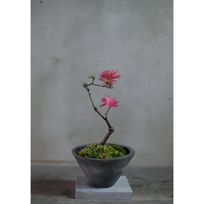 季節のお任せ盆栽・小 | saku-botanicalworks
