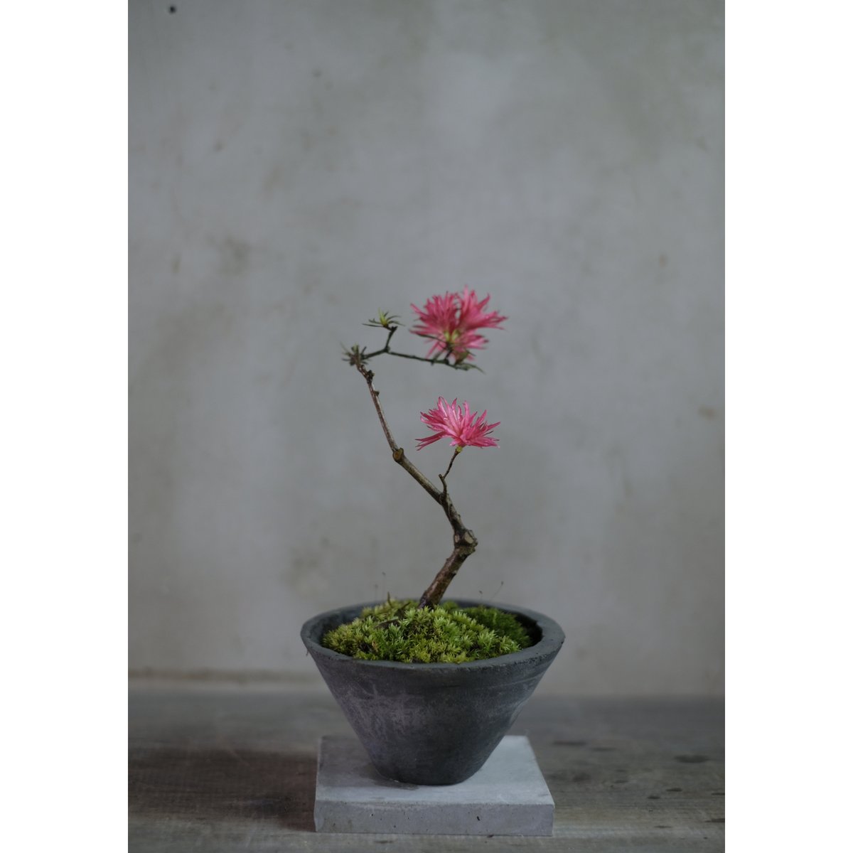 季節のお任せ盆栽・小 | saku-botanicalworks