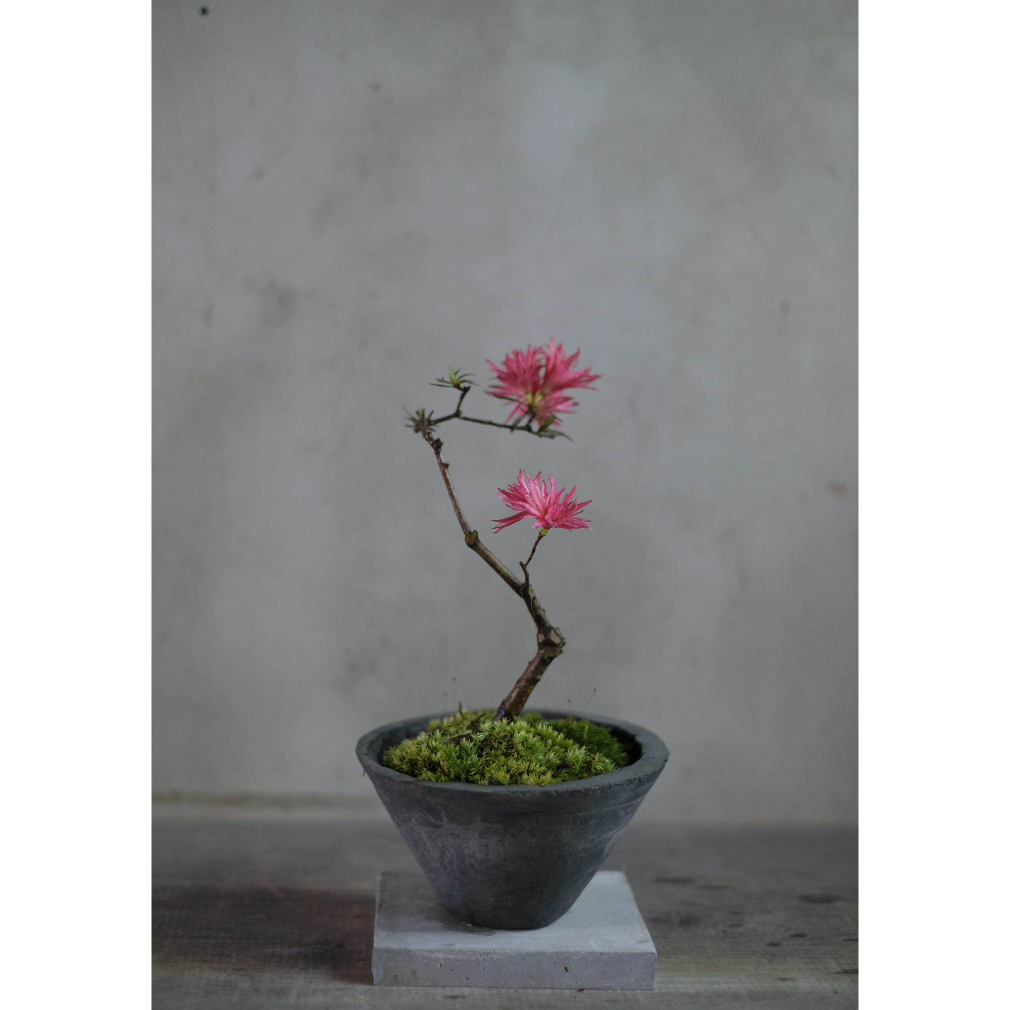 季節のお任せ盆栽・小 | saku-botanicalworks