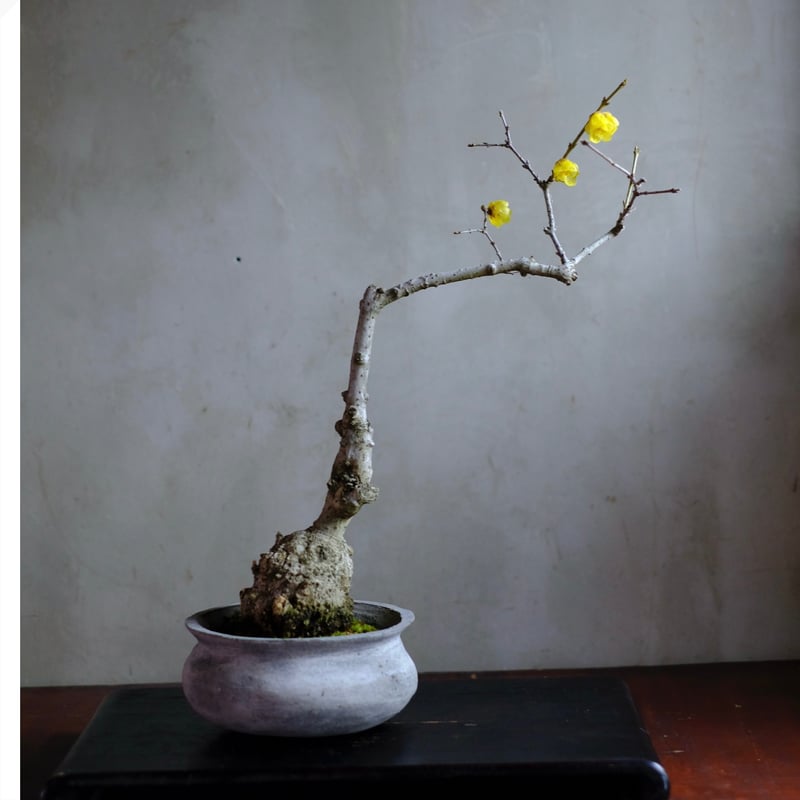 季節のお任せ盆栽・中 | saku-botanicalworks