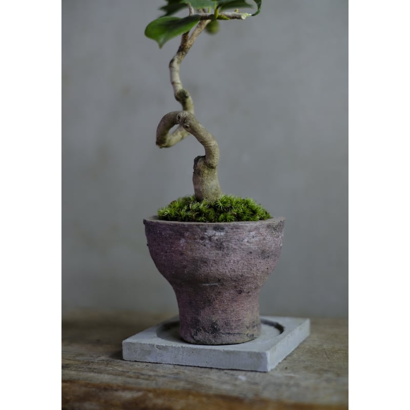 椿 | saku-botanicalworks