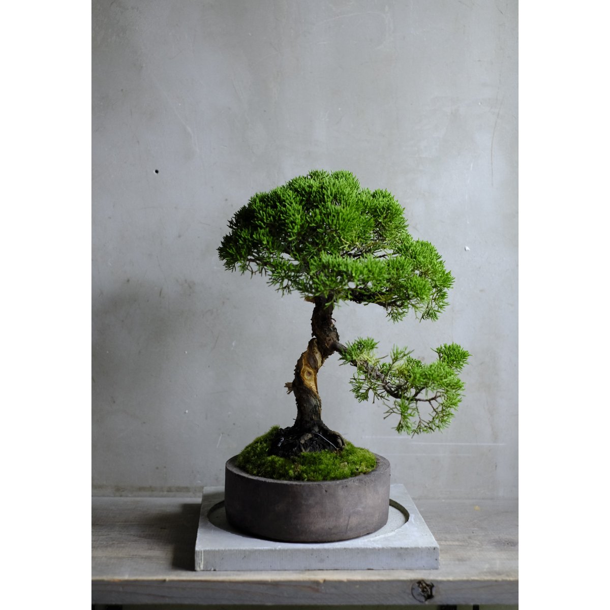 季節のお任せ盆栽・大 | saku-botanicalworks