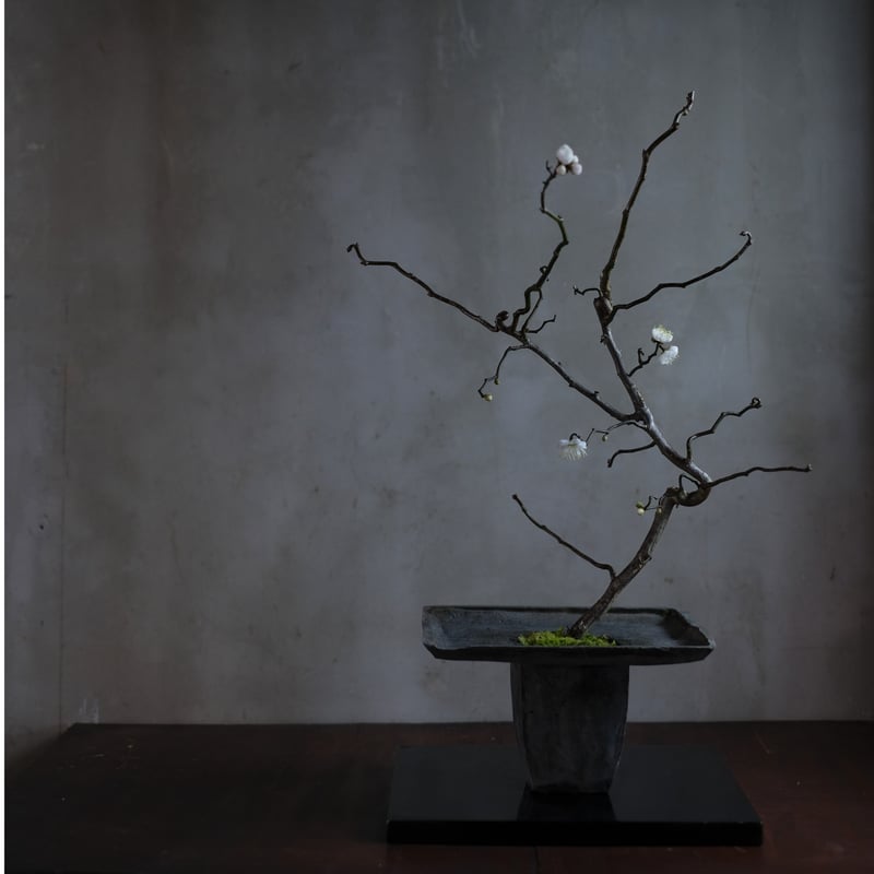 季節のお任せ盆栽・中 | saku-botanicalworks