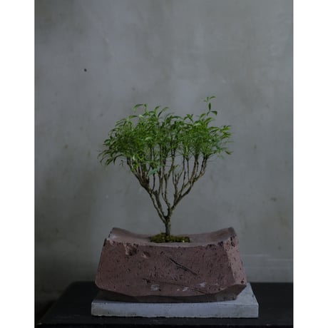 CATEGORY モルタル鉢 | saku-botanicalworks