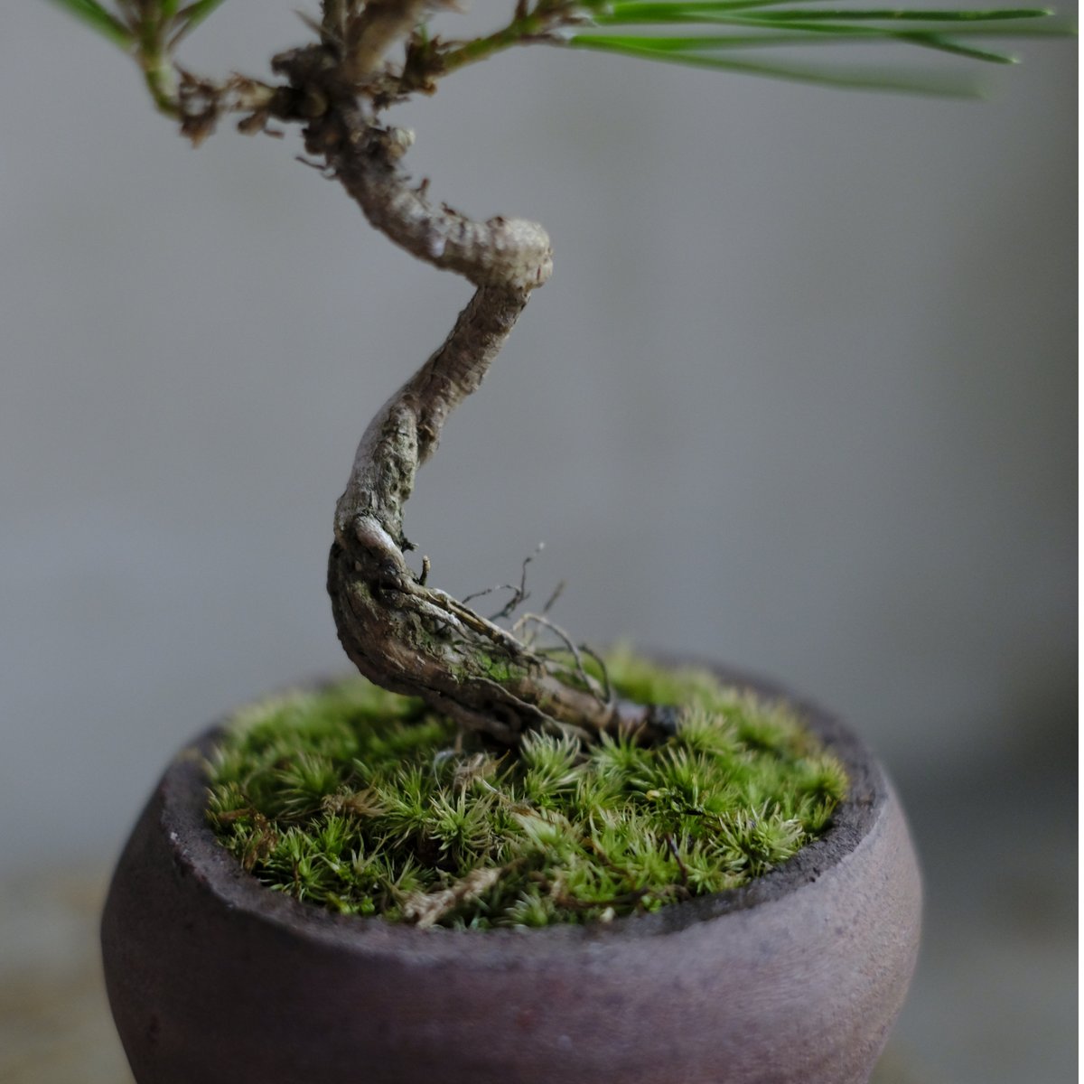 黒松 | saku-botanicalworks