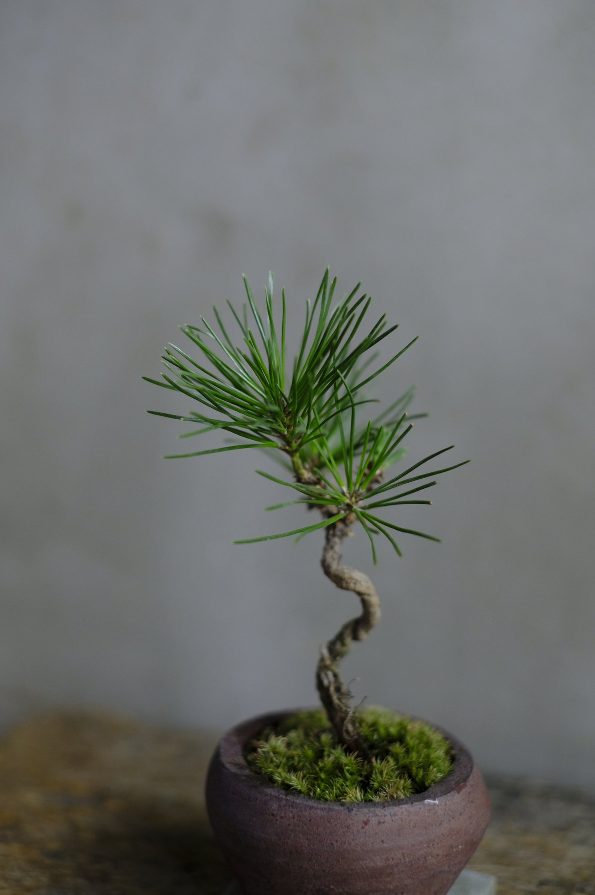 黒松 | saku-botanicalworks