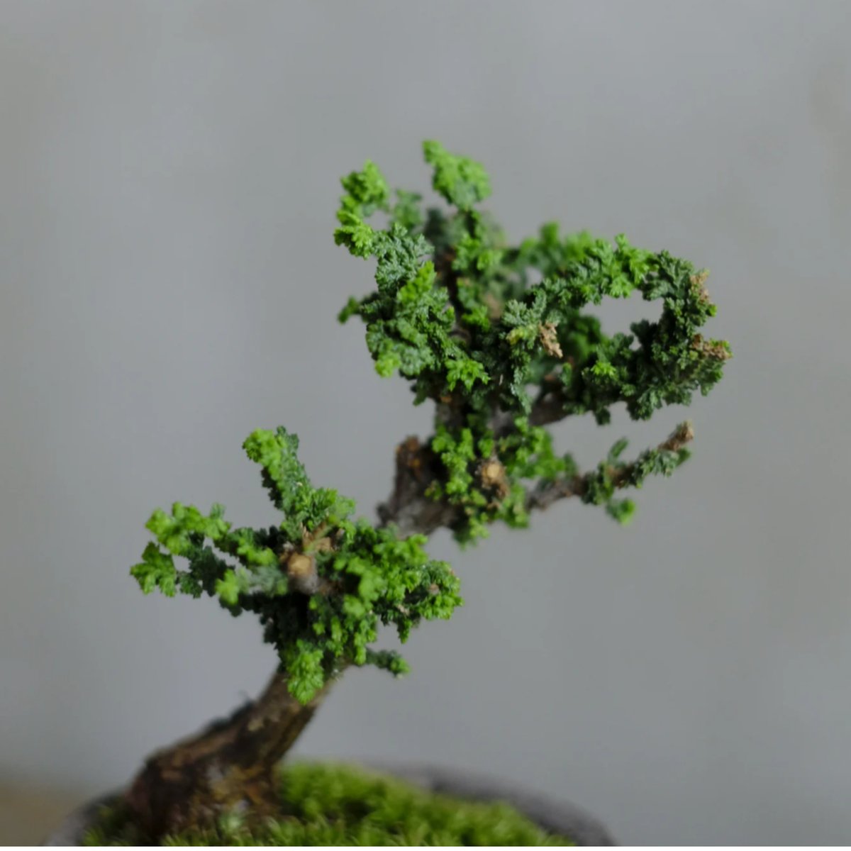 石化桧 | saku-botanicalworks