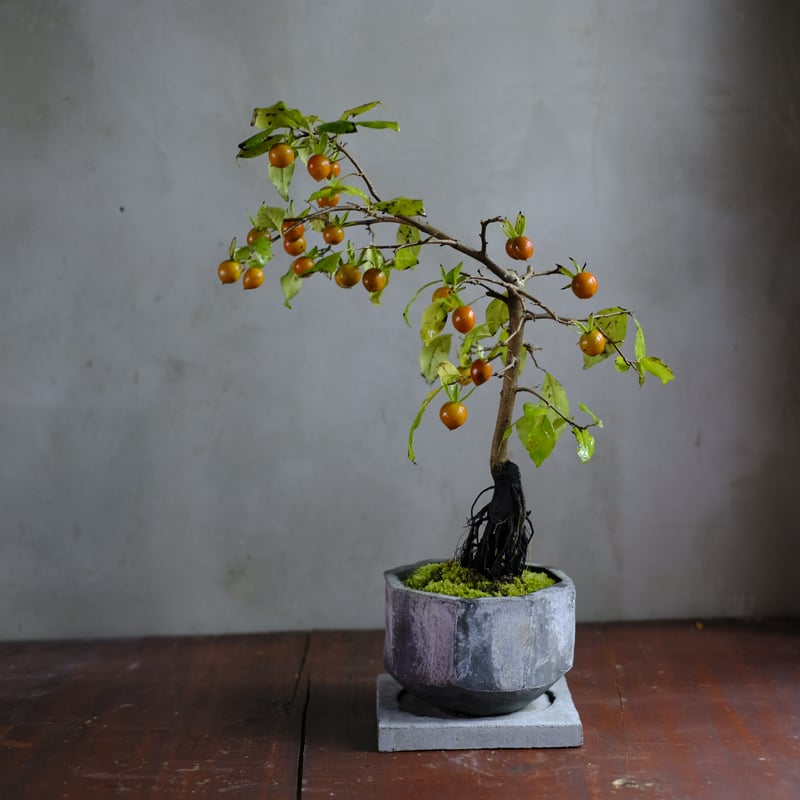 季節のお任せ盆栽・中 | saku-botanicalworks