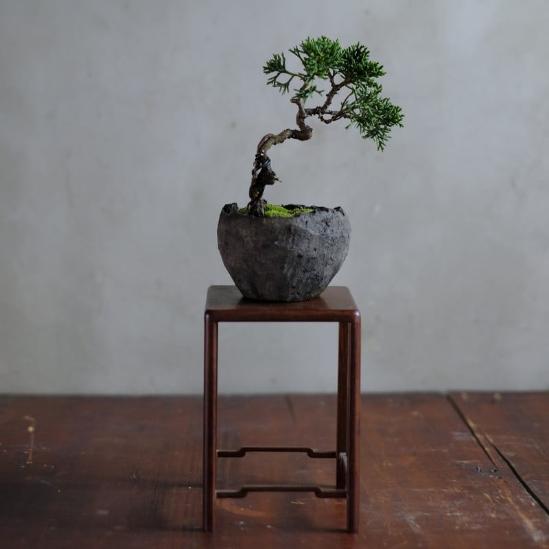 盆栽④ 季節のお任せ盆栽・小 | saku-botanicalworks
