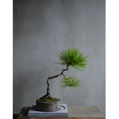 CATEGORY モルタル鉢 | saku-botanicalworks