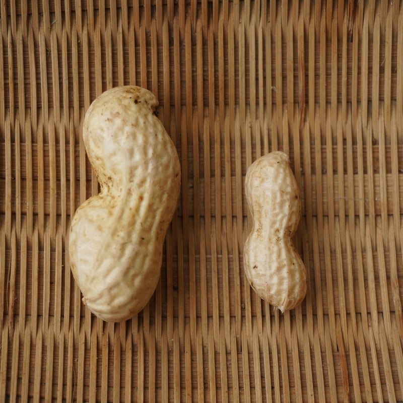 生落花生（茹で用落花生）オオマサリ1～4kg ※10月18日以降のお届けです