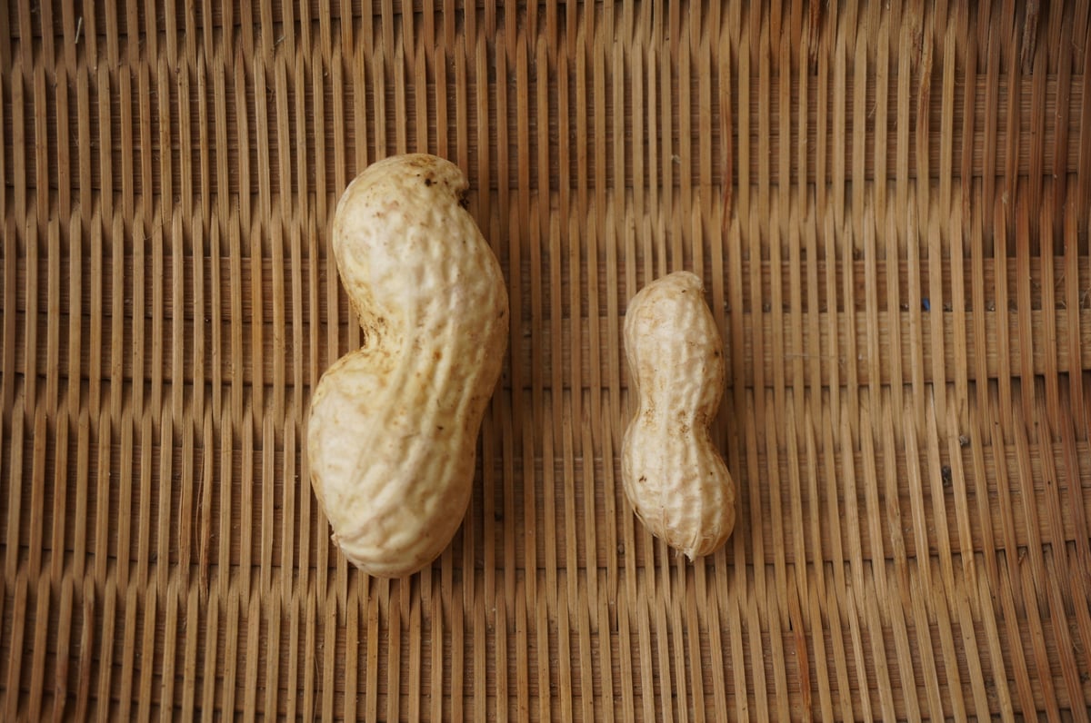 生落花生（茹で用落花生）オオマサリ1～4kg ※10月18日以降のお届けです
