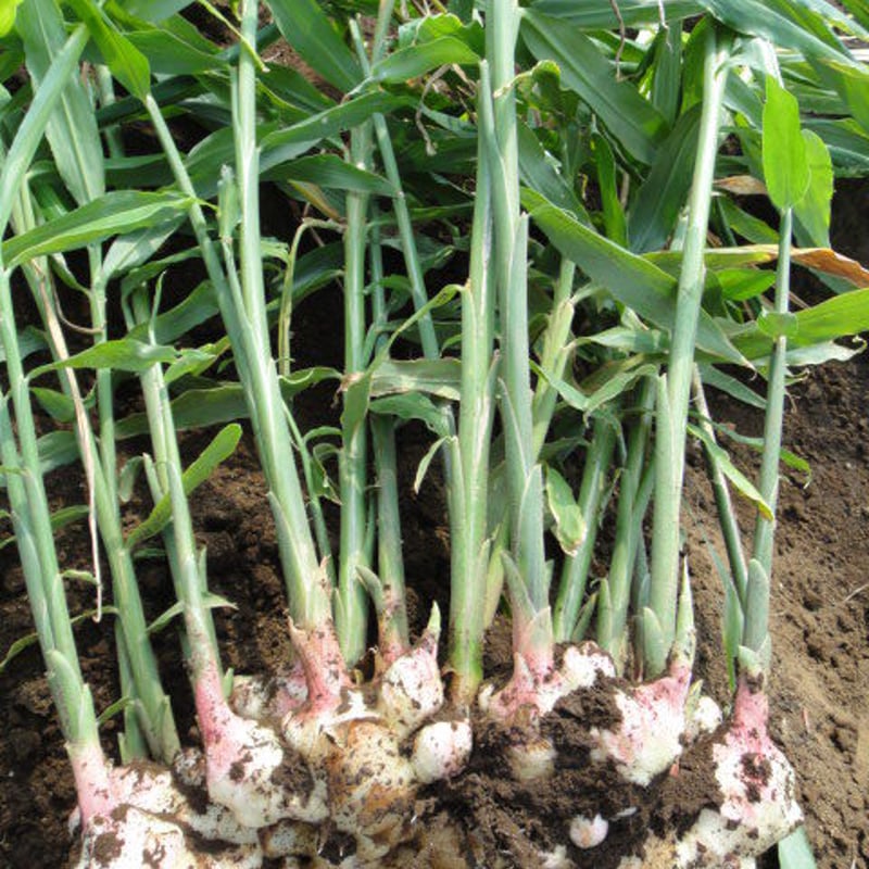 生姜 2kg入り | サンバファーム 野菜セット、生姜の加工品 生姜 2kg入り | サンバファーム 野菜セット、生姜の加工品
