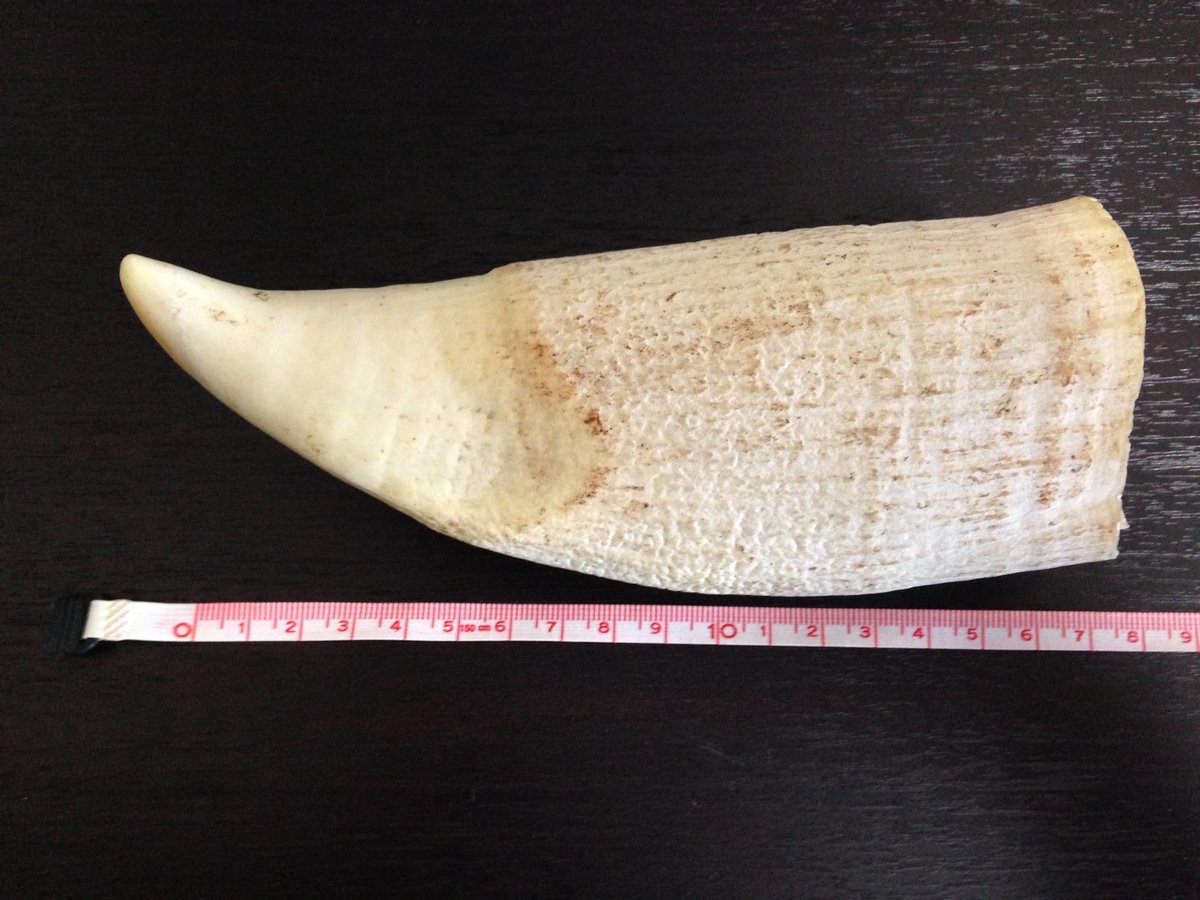 マッコウクジラの原歯 460g《貴重品》 | townjoho-store