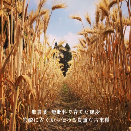 大麦粉