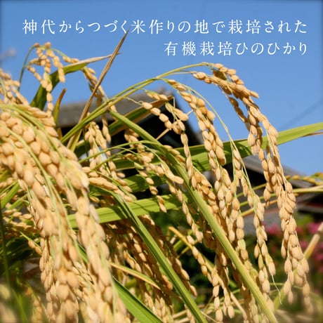 旨味たっぷり！ひよ糀