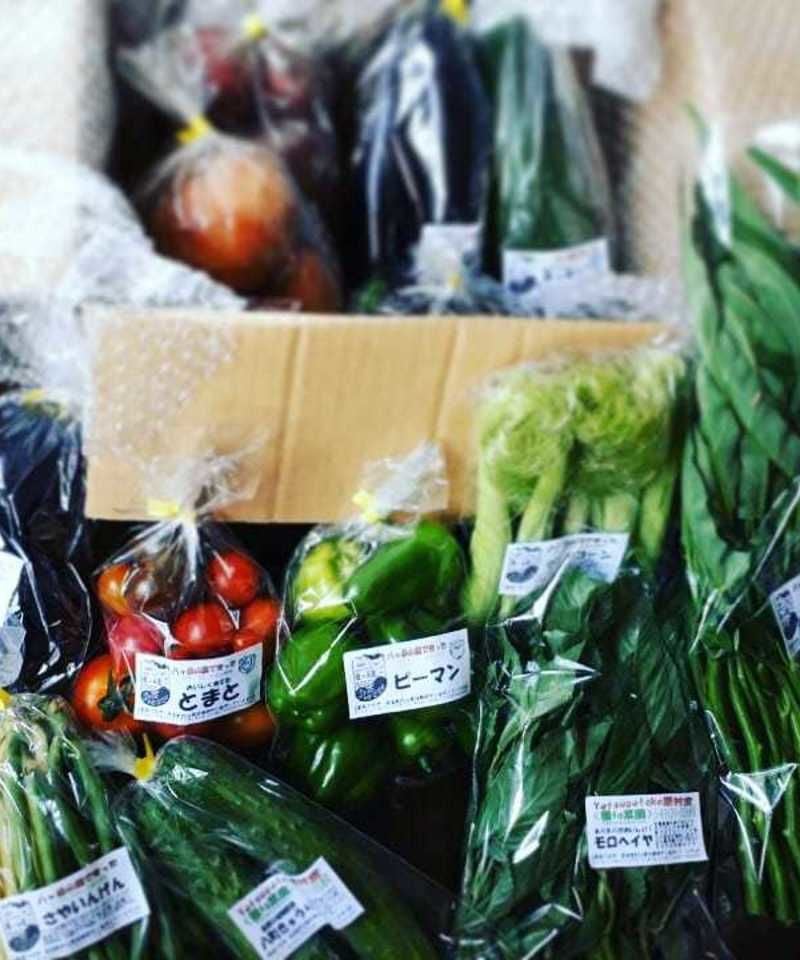 季節の野菜セット（Ⅼ）5,500円（送料・税込） | 種to菜園《SEED