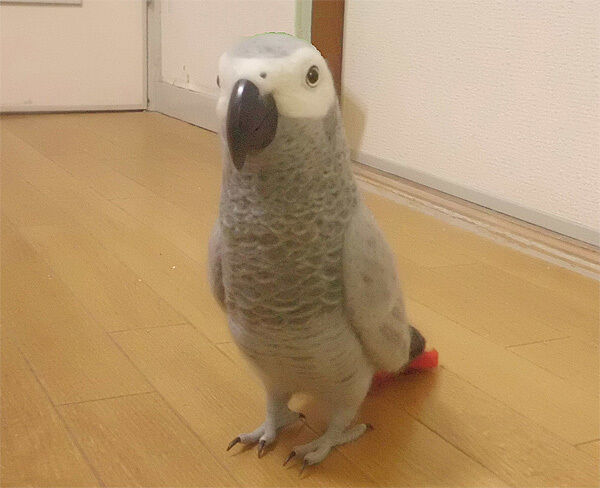専用ページ　羊毛フェルト　可愛いクルマサカオウムフィギュア　鳥　オーダー ライフサイズ 1/1サイズ：クルマサカオウム 受注作成 羊毛