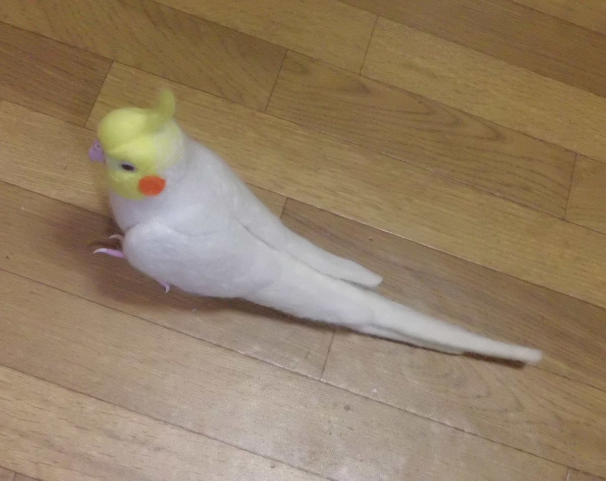 受注作成品】はじめの一歩♪ オカメインコ ルチノ－（濃赤目）羊毛