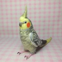 受注作成品】セキセイインコ アルビノ（濃い赤目） 羊毛フィギュア リアルサイズ♪...