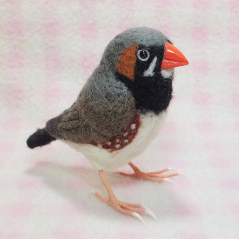 【1ペア】ギフチョウ（滋賀県、岐阜県産） 受注作成品】 キンカチョウ（錦花鳥、錦華鳥 ）Zebra finch