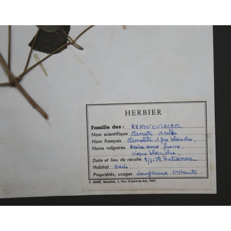 植物標本 vol.2 | antiques miyawaki modern