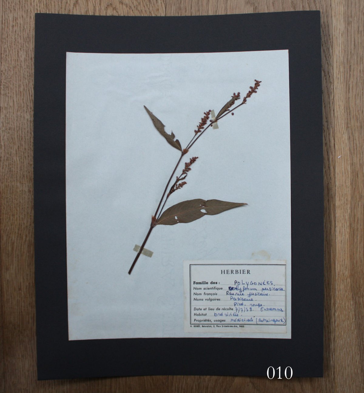 植物標本 vol.1 | antiques miyawaki modern 植物標本 vol.1 | antiques miyawaki modern