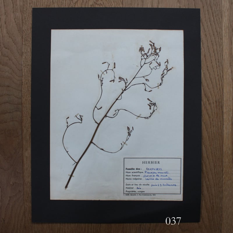 植物標本 vol.5 | antiques miyawaki modern