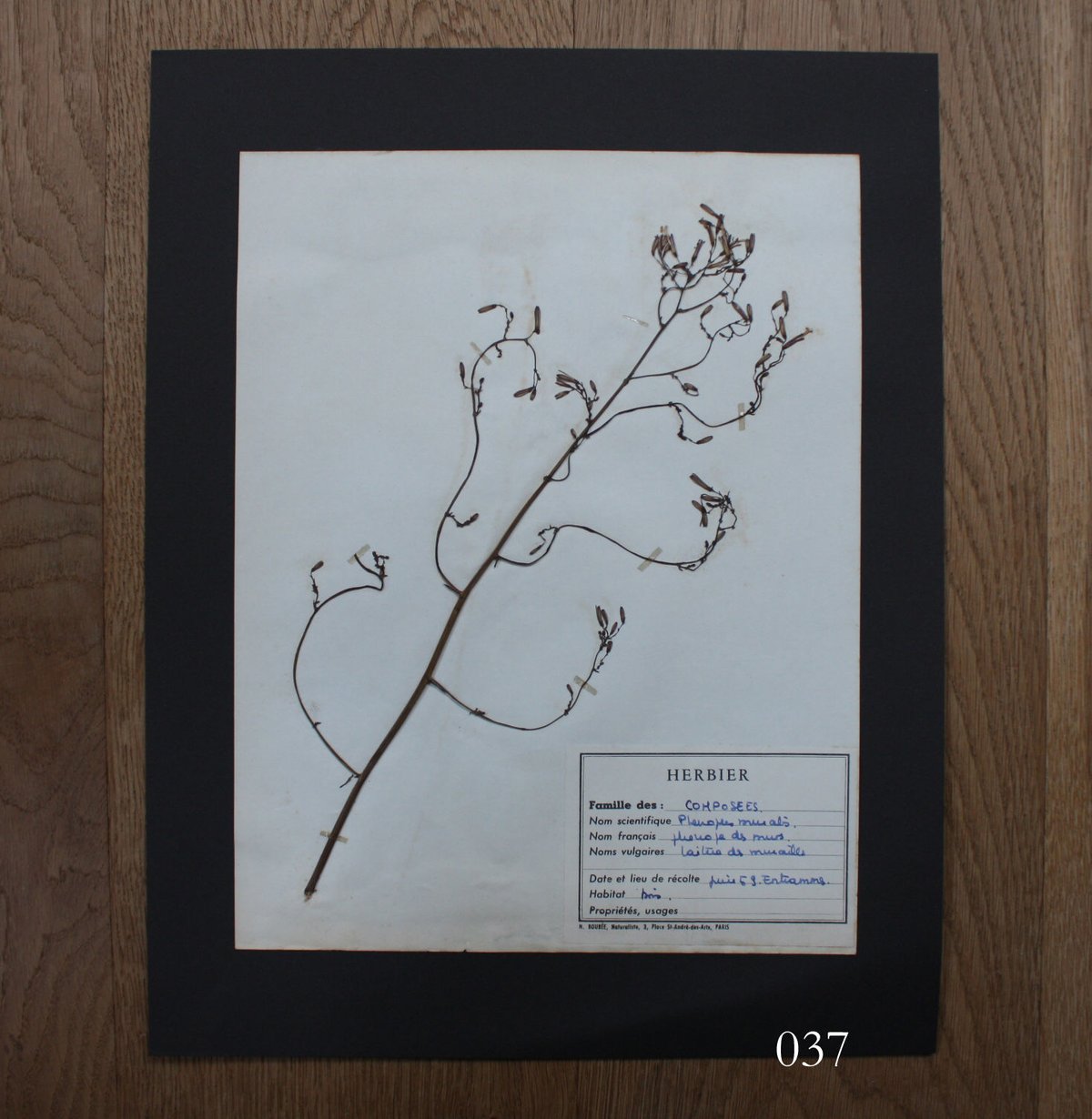 植物標本 vol.5 | antiques miyawaki modern