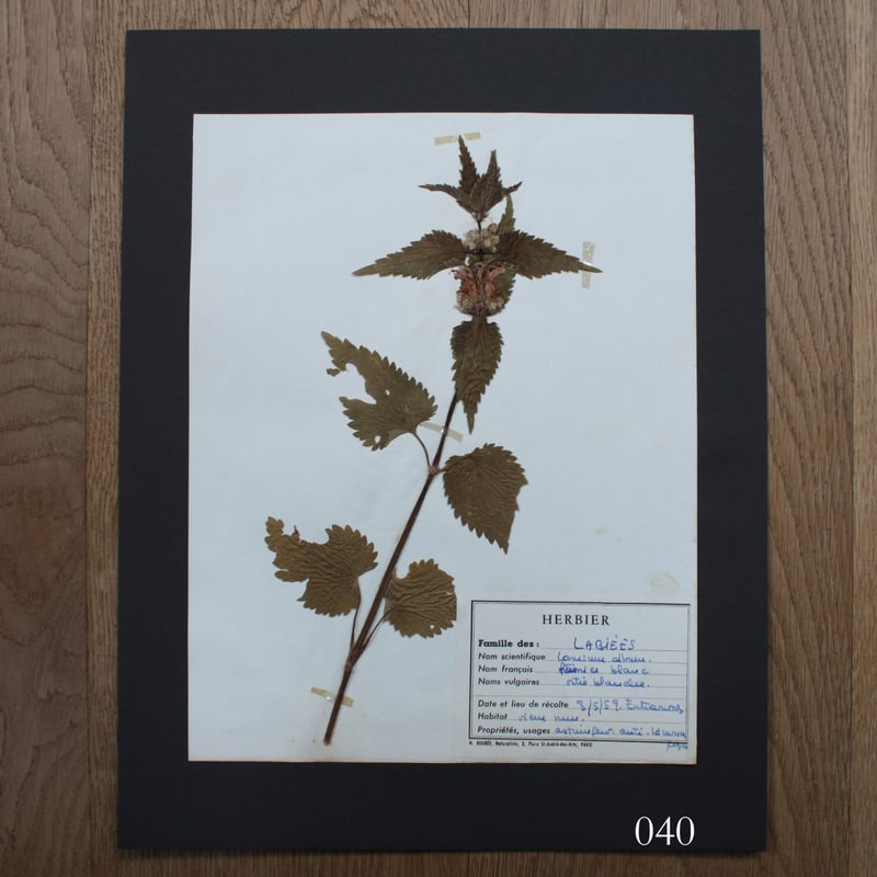 アンティーク　植物標本　高山植物　全57種 植物標本 vol.5 | antiques miyawaki modern