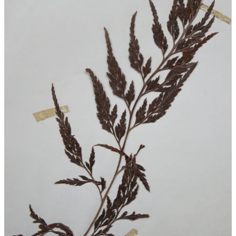 植物標本　vol.4