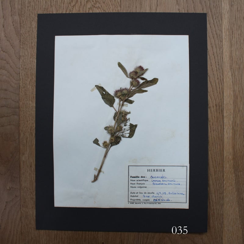植物標本 vol.4 | antiques miyawaki modern