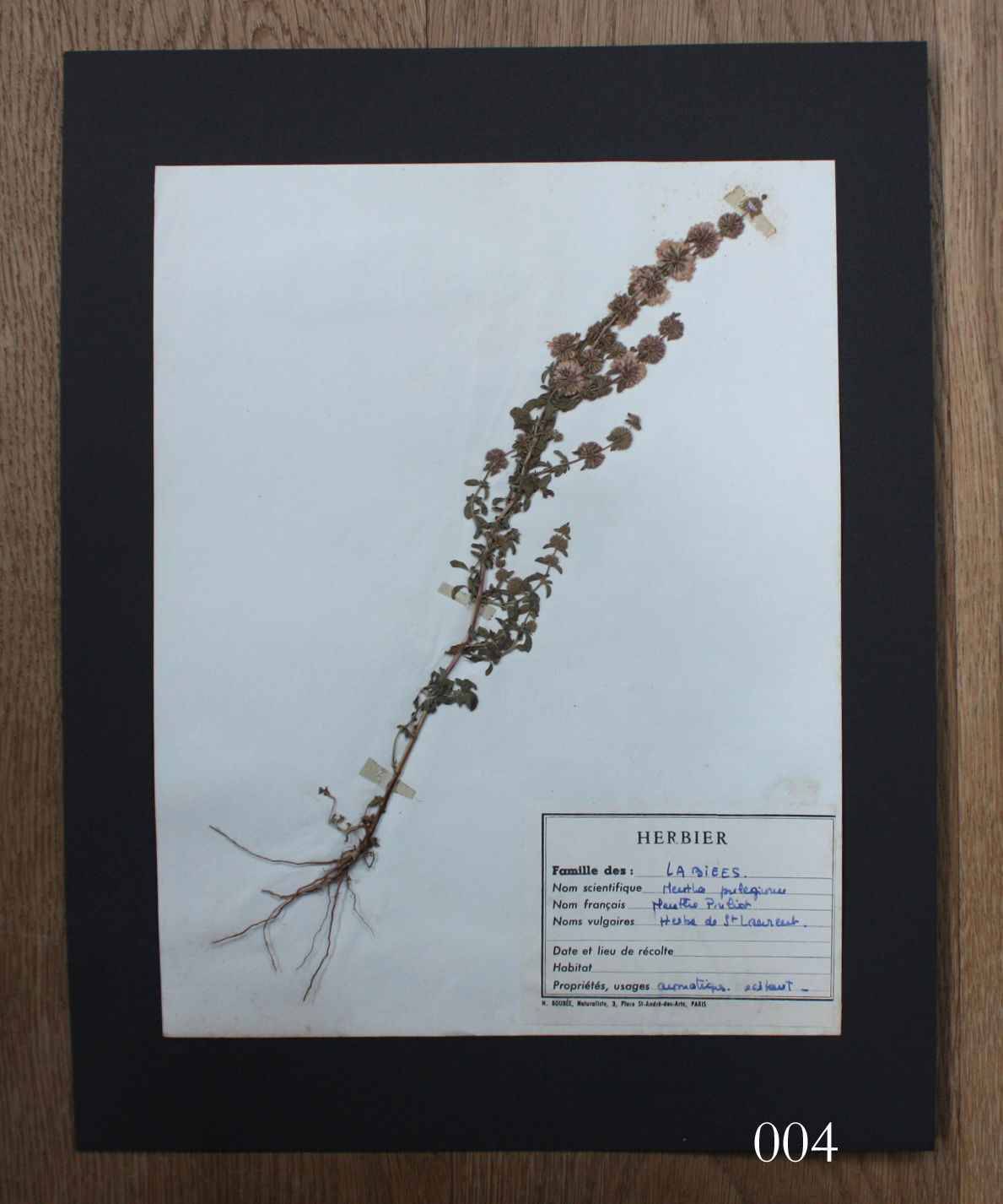 errer 葉脈 筆記体 植物標本 アンティーク 樹脂標本 【公式通販】