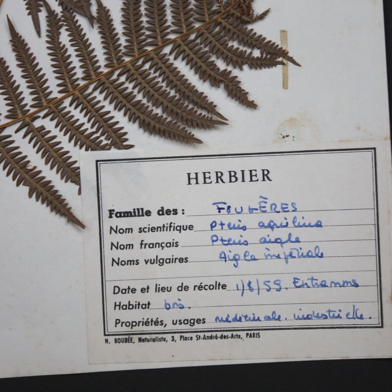 植物標本 vol.2 | antiques miyawaki modern