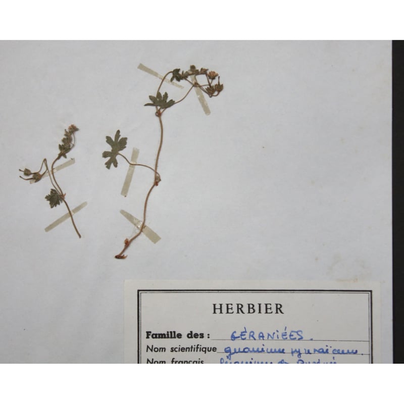 アンティーク　植物標本　高山植物　全57種 アンティーク 植物標本 高山植物 全57種