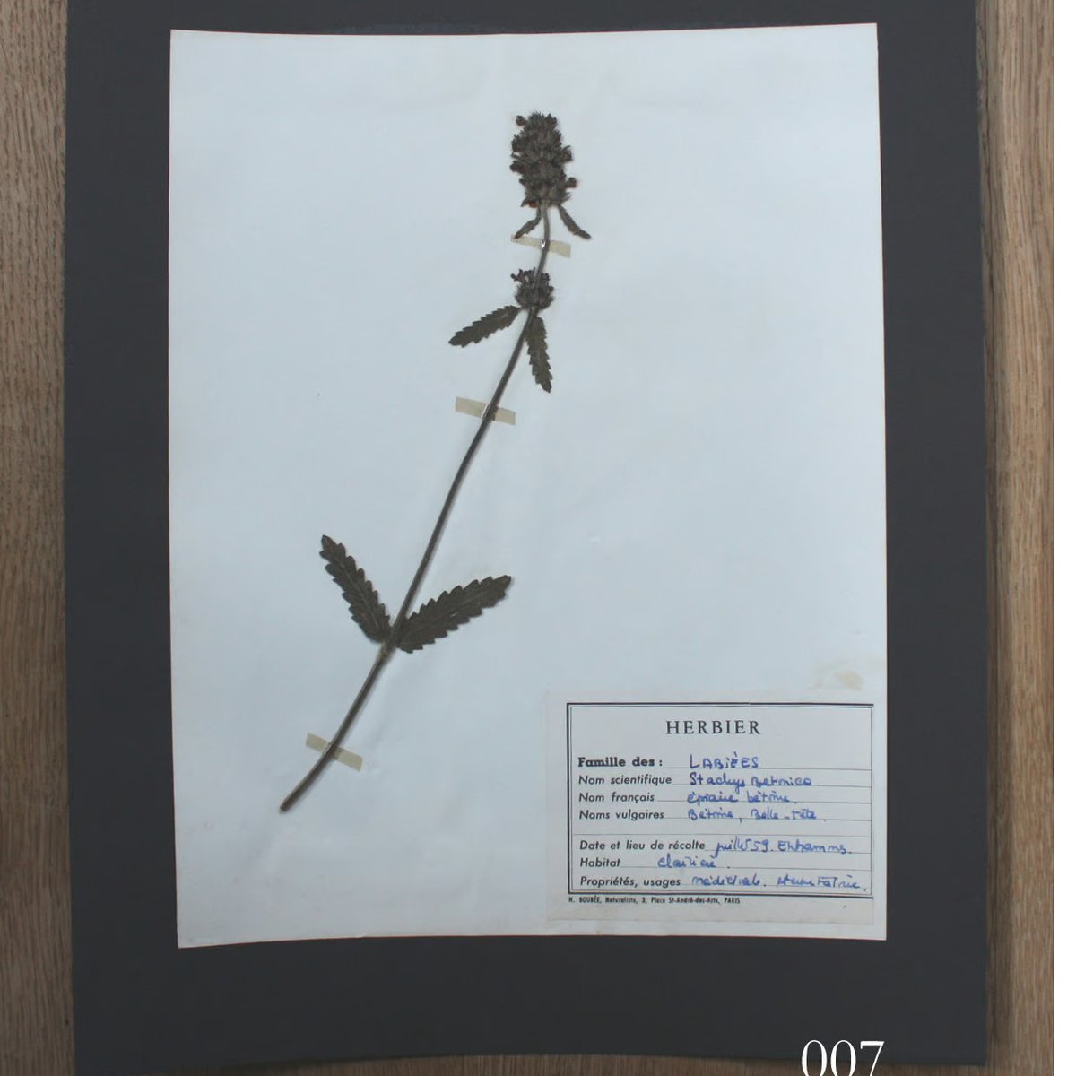 errer 木の根 筆記体 植物標本 アンティーク 樹脂標本 【公式通販】