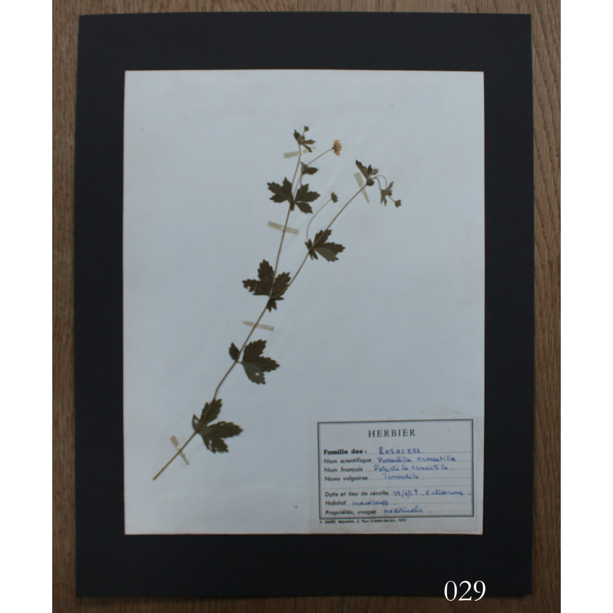 植物標本 vol.4 | antiques miyawaki modern