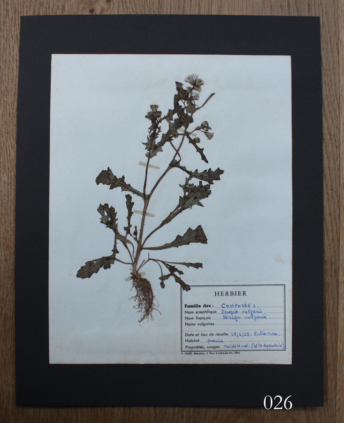 errer シルクオーガンジー 襟 壁掛け 筆記体 標本 植物標本 アンティーク 植物標本 vol.3 | antiques miyawaki modern