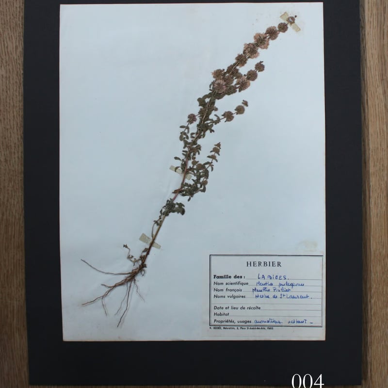errer 根っこ付き水草 筆記体タグ付き 植物標本 アンティーク 樹脂標本 植物標本 vol.1 | antiques miyawaki modern