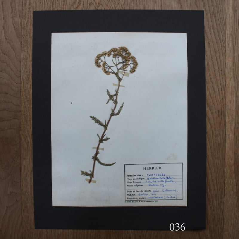植物標本 vol.5 | antiques miyawaki modern