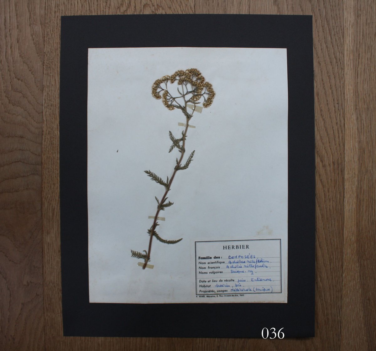 植物標本 vol.5 | antiques miyawaki modern