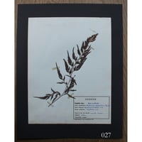 植物標本　vol.4