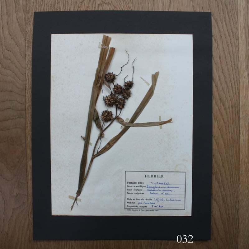 植物標本 vol.4 | antiques miyawaki modern